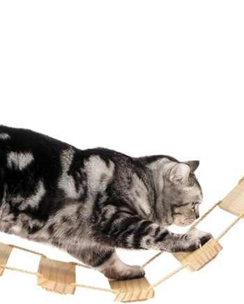 Cat Bridge Wall Mounted, Rope Bridge for Climbing, Ladder for Indoor Cats, Cat Wall Furniture for Sleeping, Large Cats Steps Bed and Perches